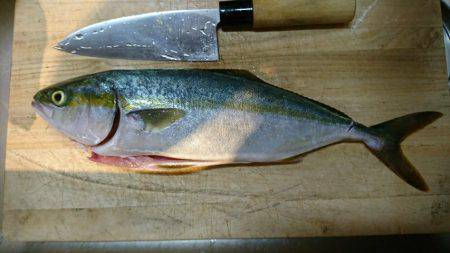 朝イチ 青物狙い。 久々に釣れました