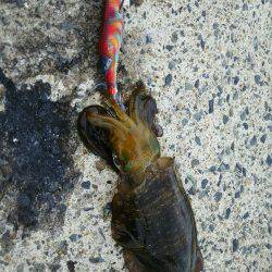 今シーズン初エギング