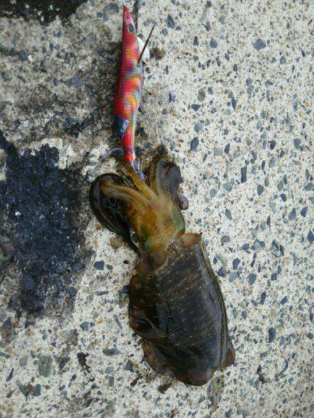 今シーズン初エギング