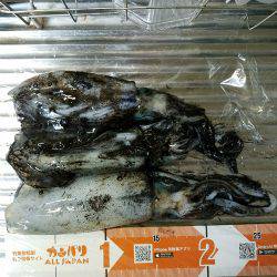 ウキウキエギング釣行♪