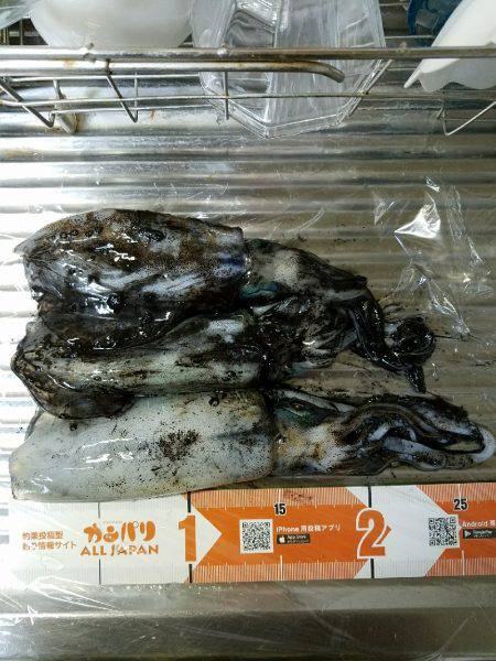 ウキウキエギング釣行♪