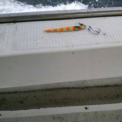 釣れていたはずのハマチ釣り