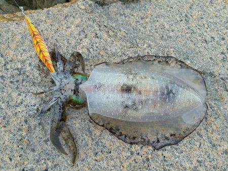 ちょっとエギング