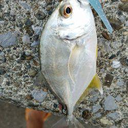 メッキ釣り(エバ)