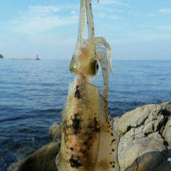 休日のエギング