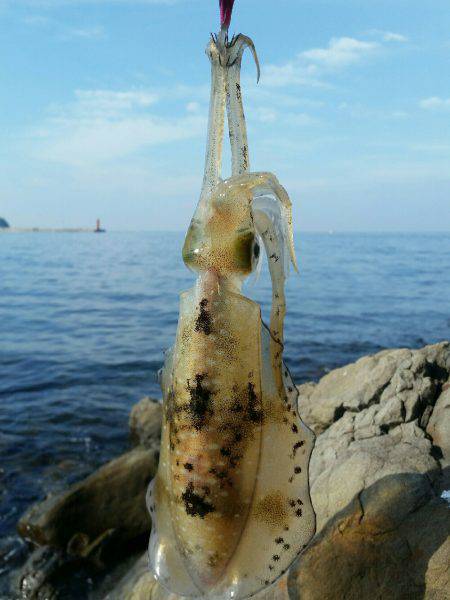 休日のエギング