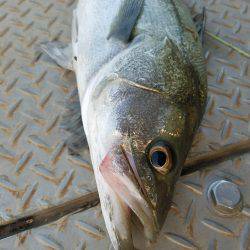 チヌ、シーバス