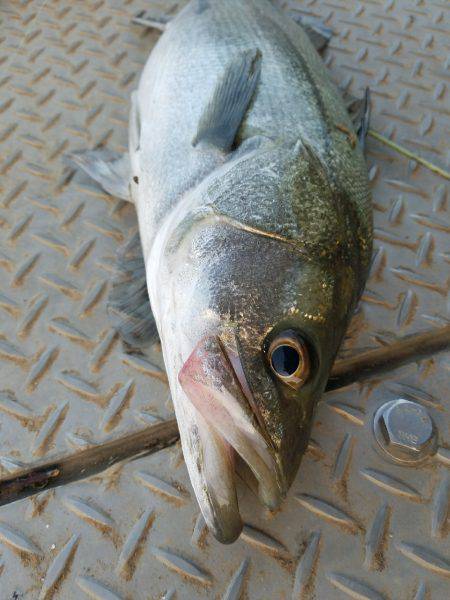 チヌ、シーバス