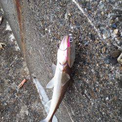 バスタックルでショアジギ