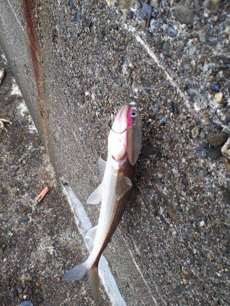 バスタックルでショアジギ