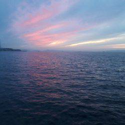 アオリイカ連発