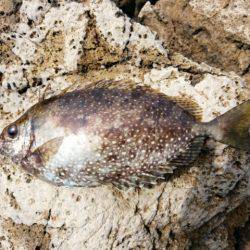 またしてもヒラマサに出会えず