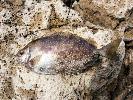 またしてもヒラマサに出会えず