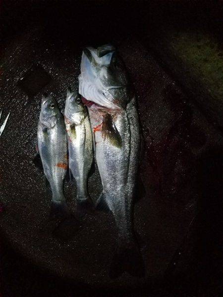 ナイトシーバス