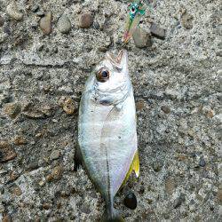 マングローブジャック、ギンガメアジ