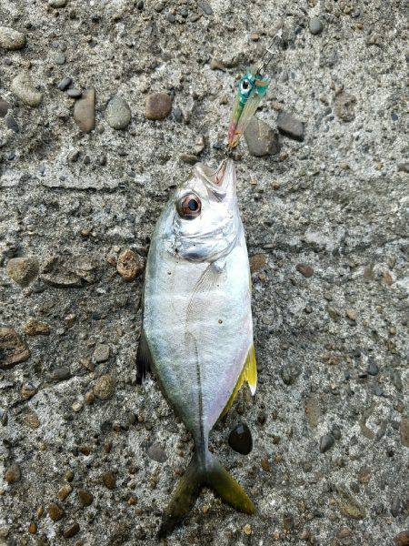 マングローブジャック、ギンガメアジ