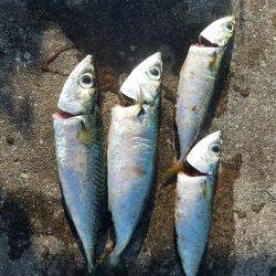 またまた、兵庫突定♪(笑)