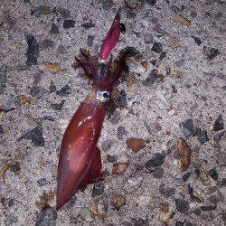 秋アオリ満喫？