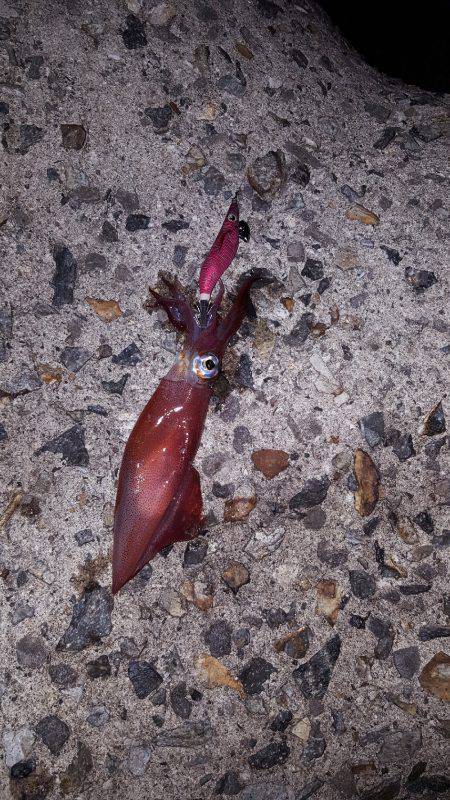 秋アオリ満喫？