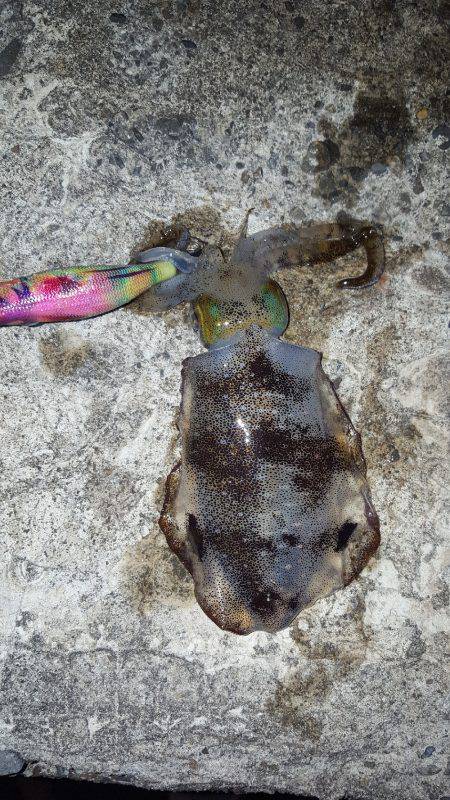 雨の中エギング！