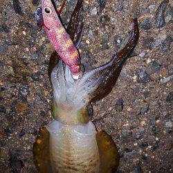 秋アオリが釣りたい～season3～