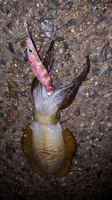 秋アオリが釣りたい～season3～