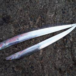 エギとタチウオ