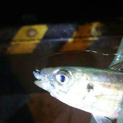 小アジ一投一匹