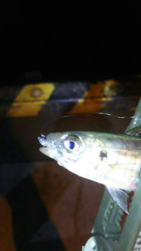 小アジ一投一匹