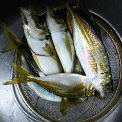 アジング中毒⁉️