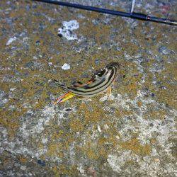 久々のキビレゲーム