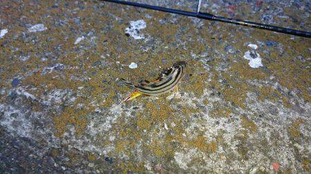 久々のキビレゲーム