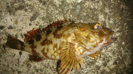 アジングのはずが？。