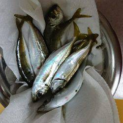 短時間アジング