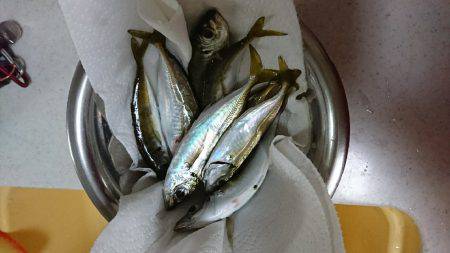 短時間アジング