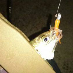 台風一過のアジングは高活性でした。