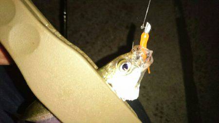 台風一過のアジングは高活性でした。