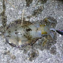 サイズがよくなってきましたね♪