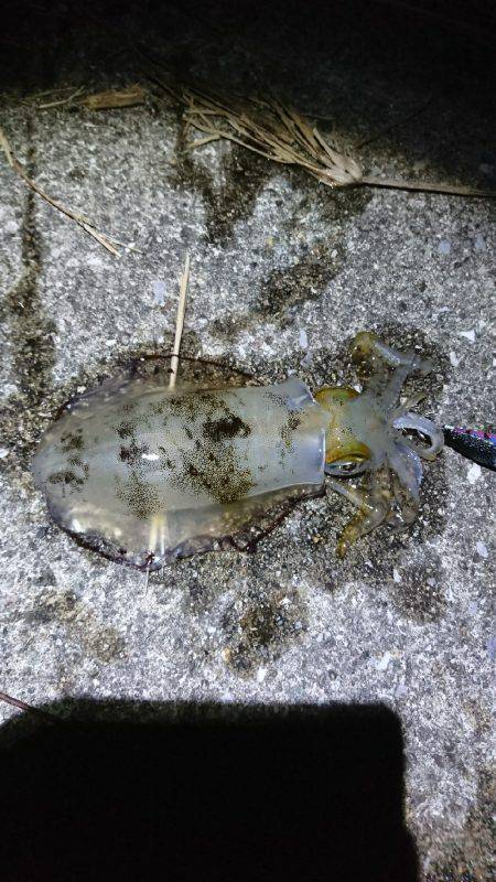 サイズがよくなってきましたね♪