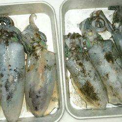 台風前のエギング