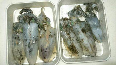 台風前のエギング