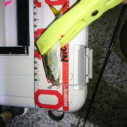 アジングとタチウオ