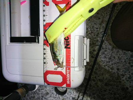 アジングとタチウオ