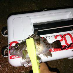 タチウオは遠いなぁ