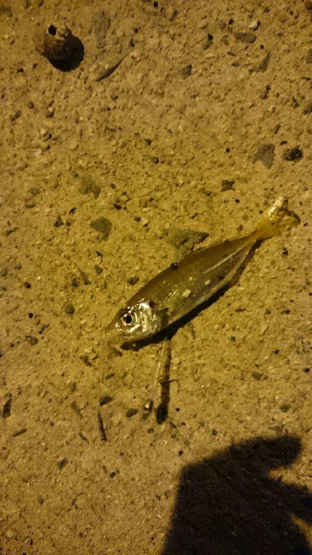 アジングで豆アジ釣り