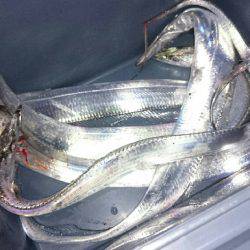 太刀魚ワインド