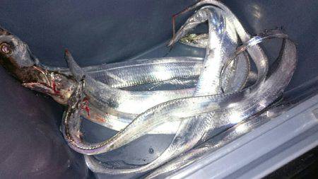 太刀魚ワインド