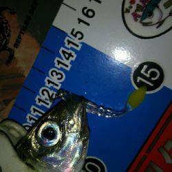 秋の夜長にナイトアジングはいかが？(笑)