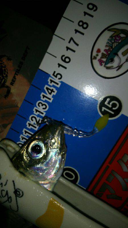 秋の夜長にナイトアジングはいかが？(笑)