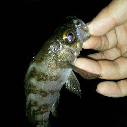 ちょっとテクニカルな豆アジでした(笑)